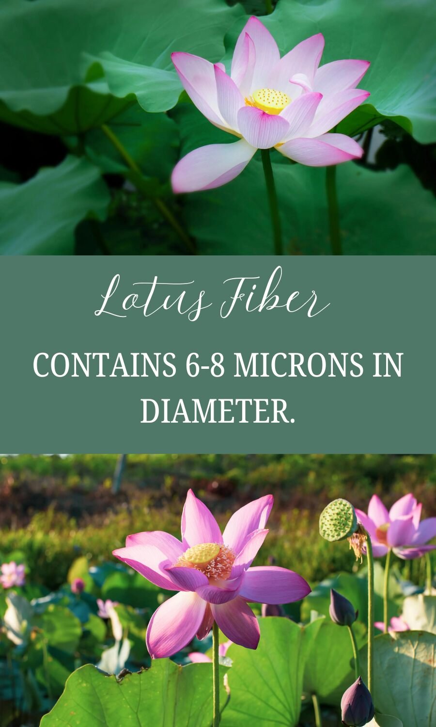 lotus fiber