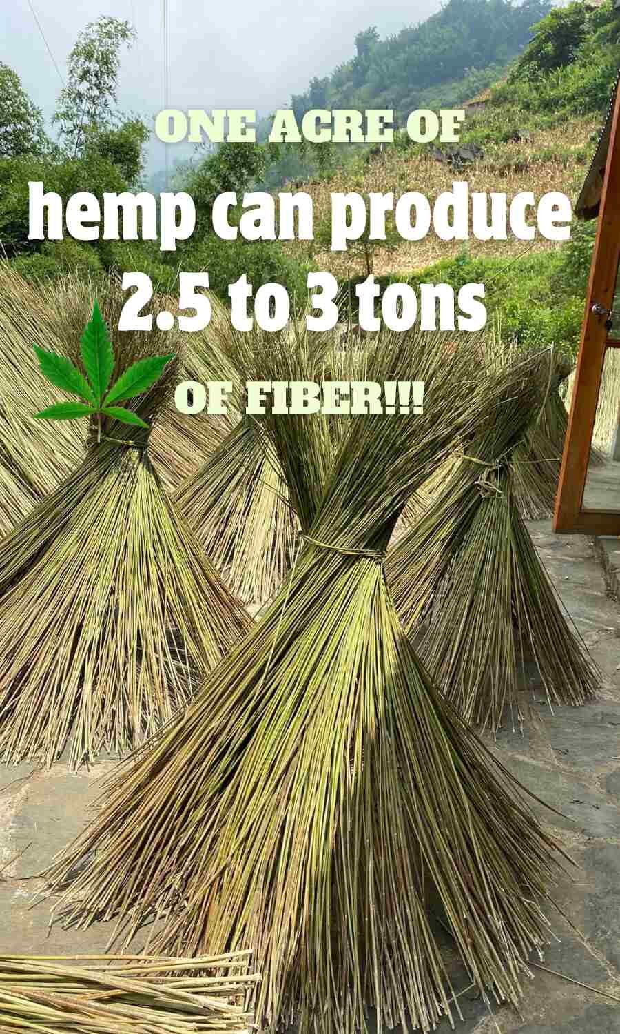 hemp trunk harvest