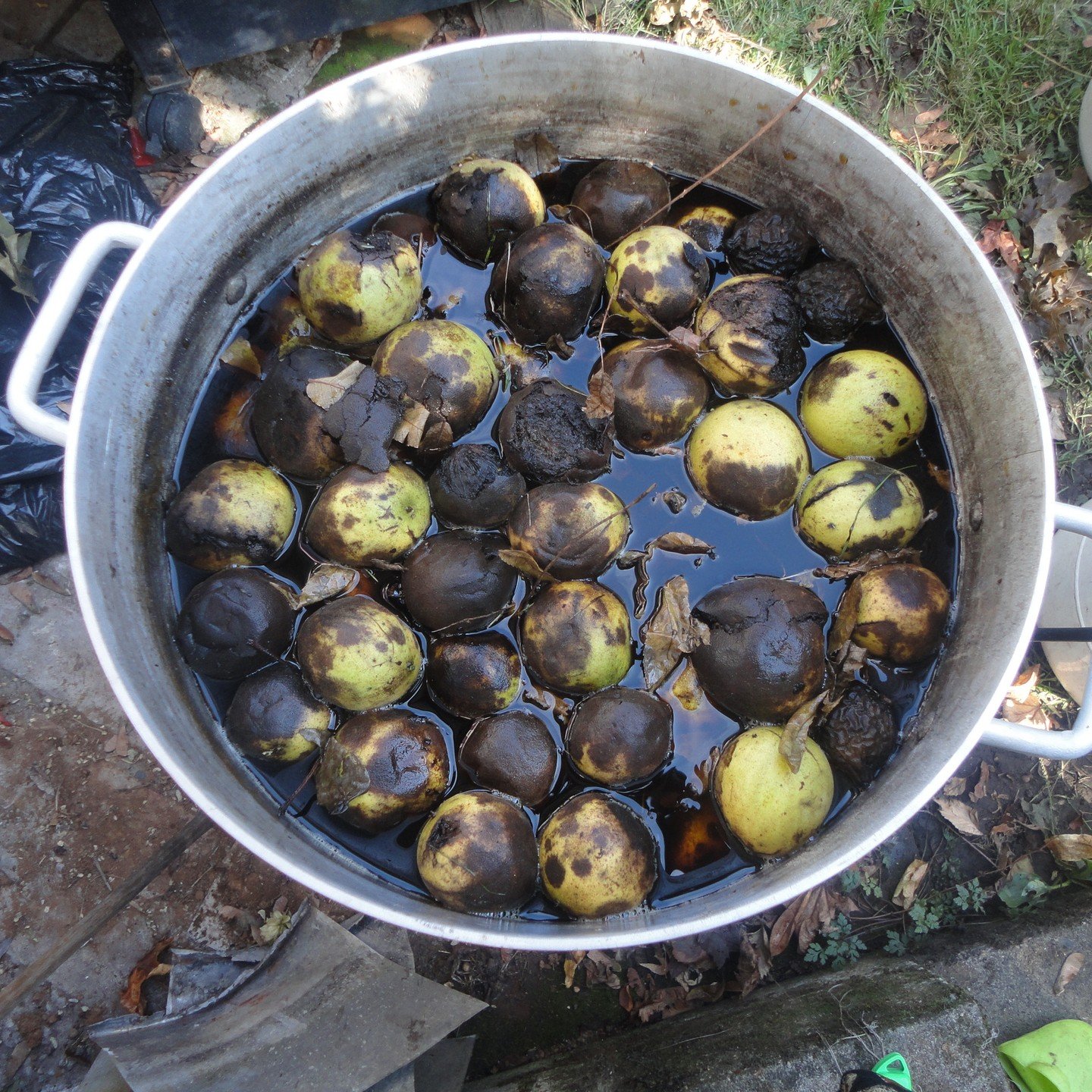 Black Walnut boiling in pot