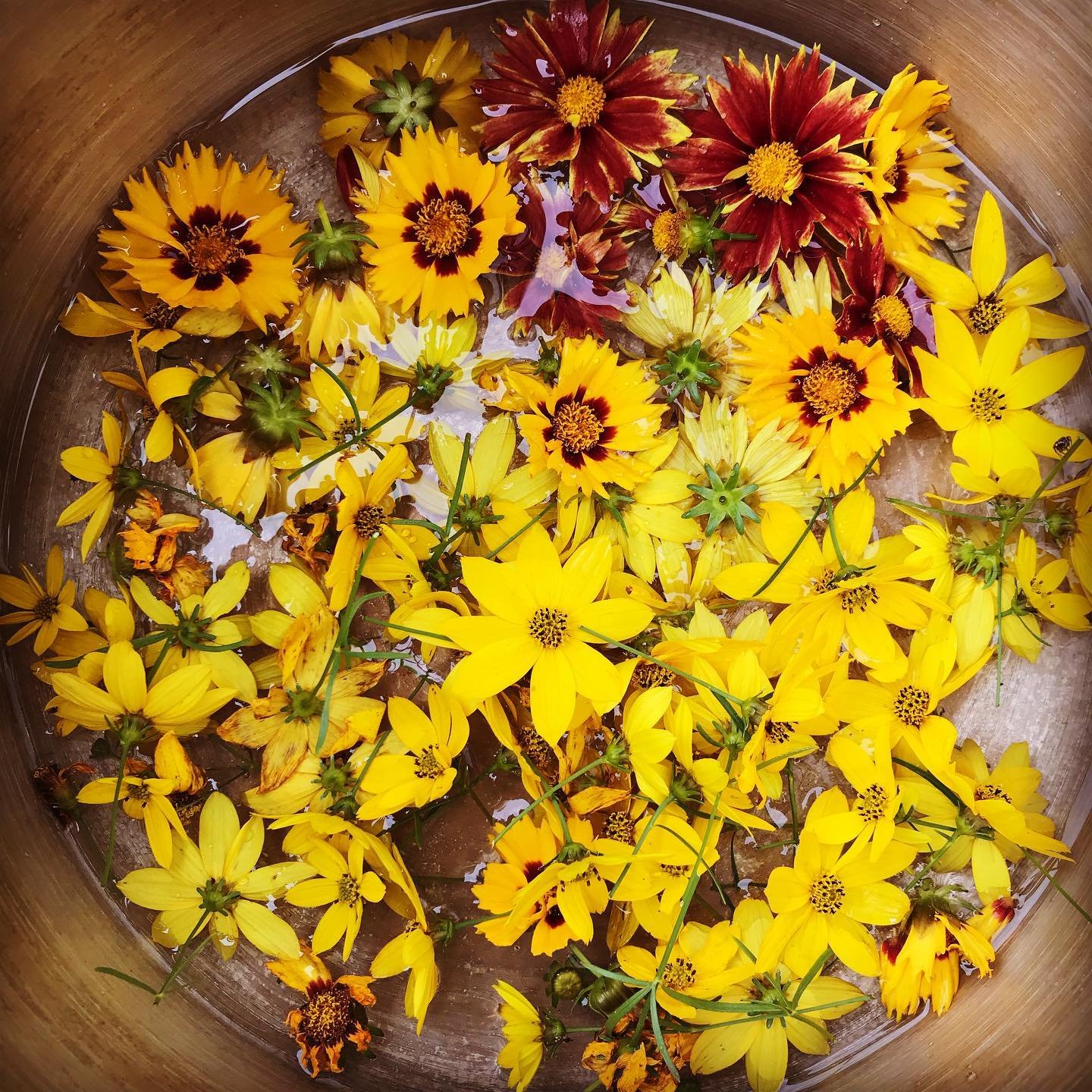 Coreopsis flowers in container