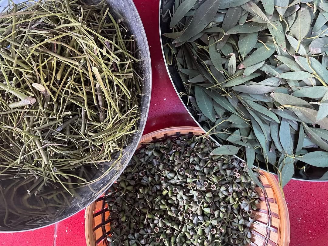 Eucalyptus parts for dyestuff