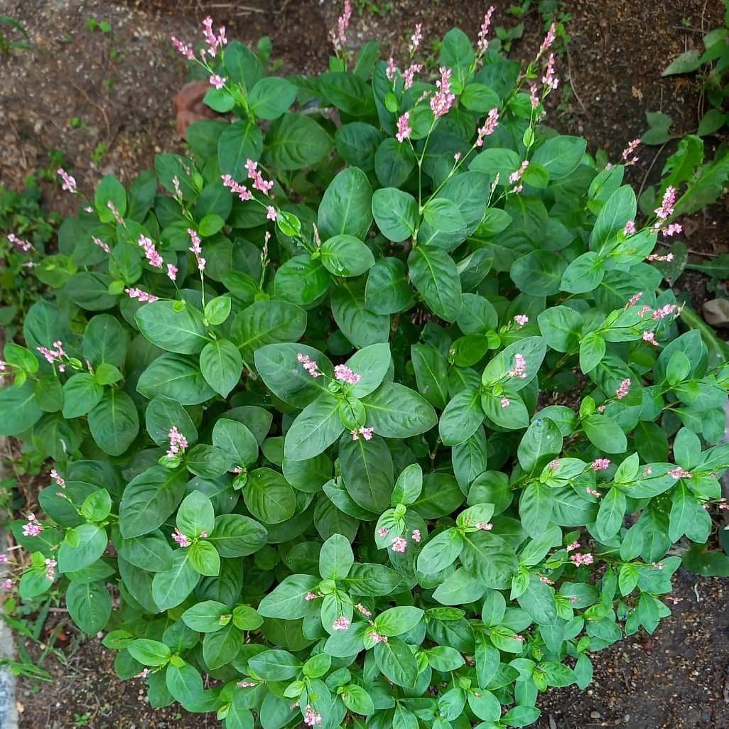 Indigo plant flowering outdoors