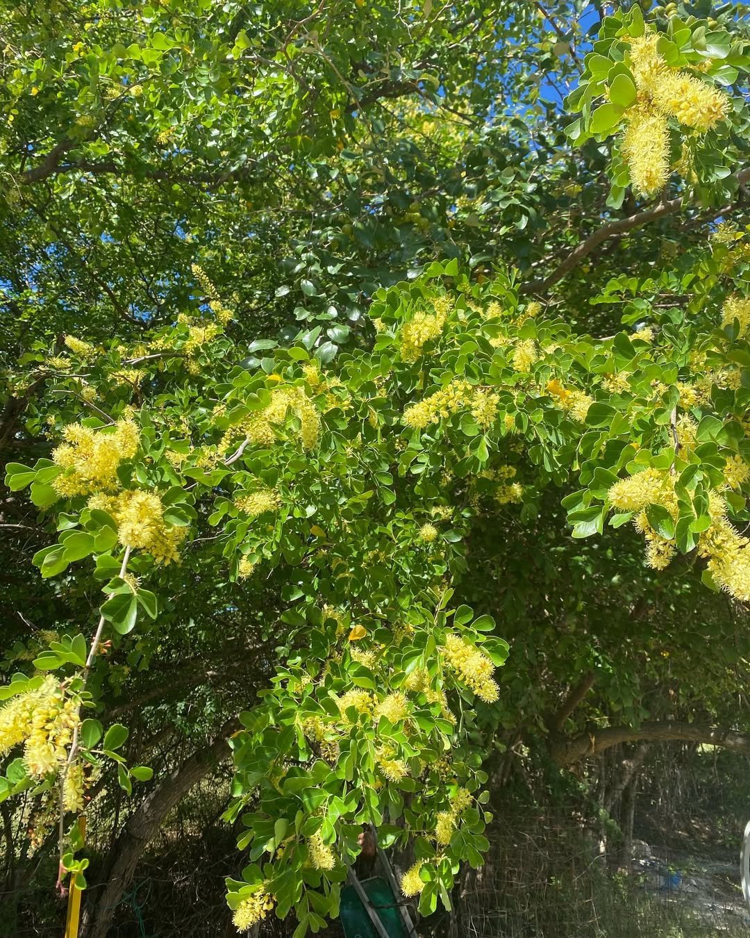 Logwood tree