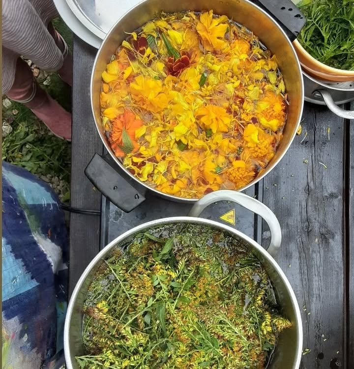 Marigold flowers and leaves in the containers