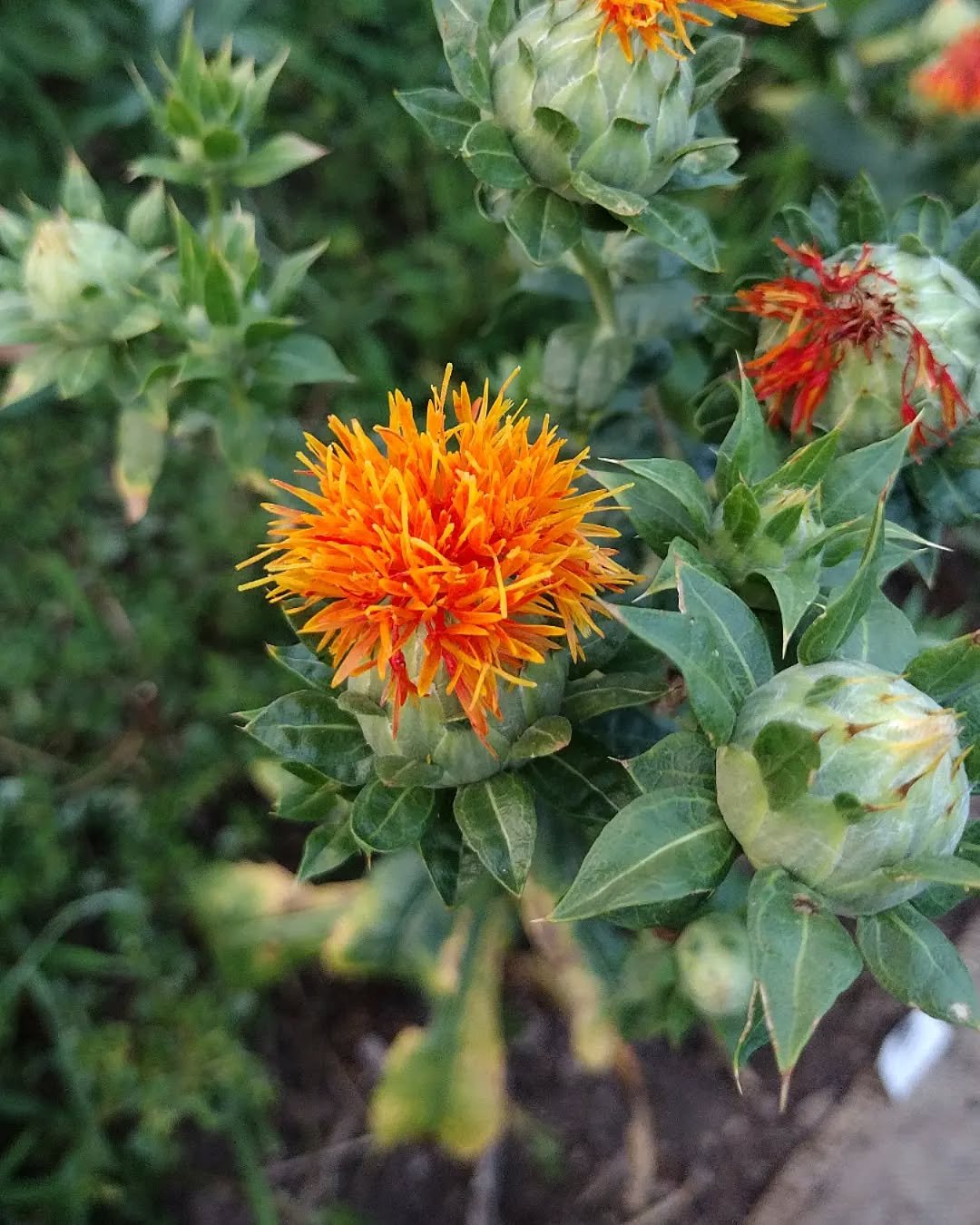 Safflower blooming outdoors
