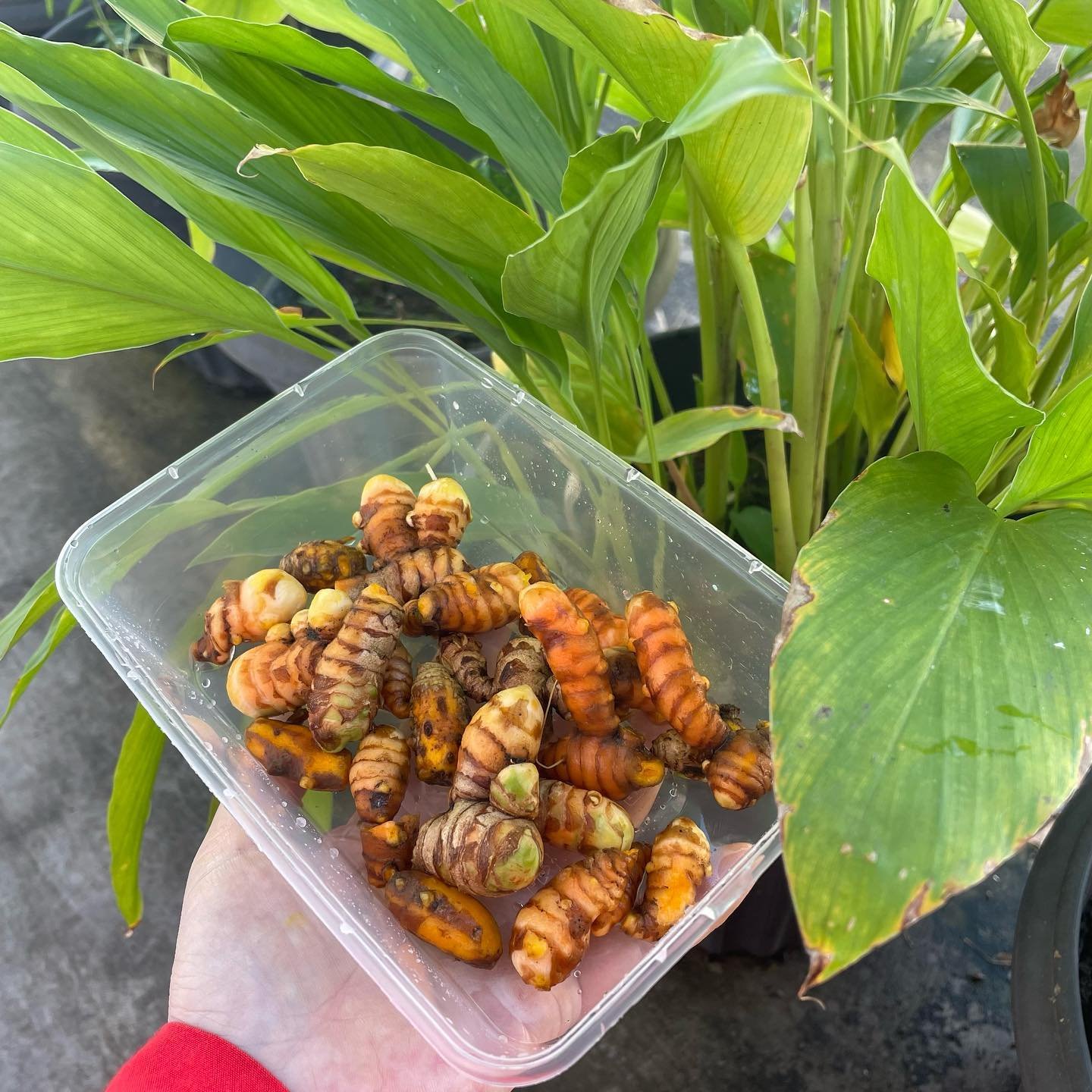 Turmeric plants and rhizomes
