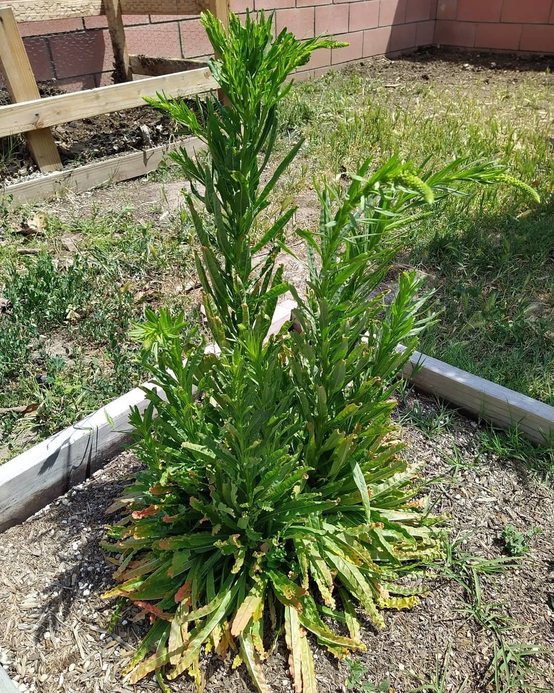 Weld plant in the raised bed