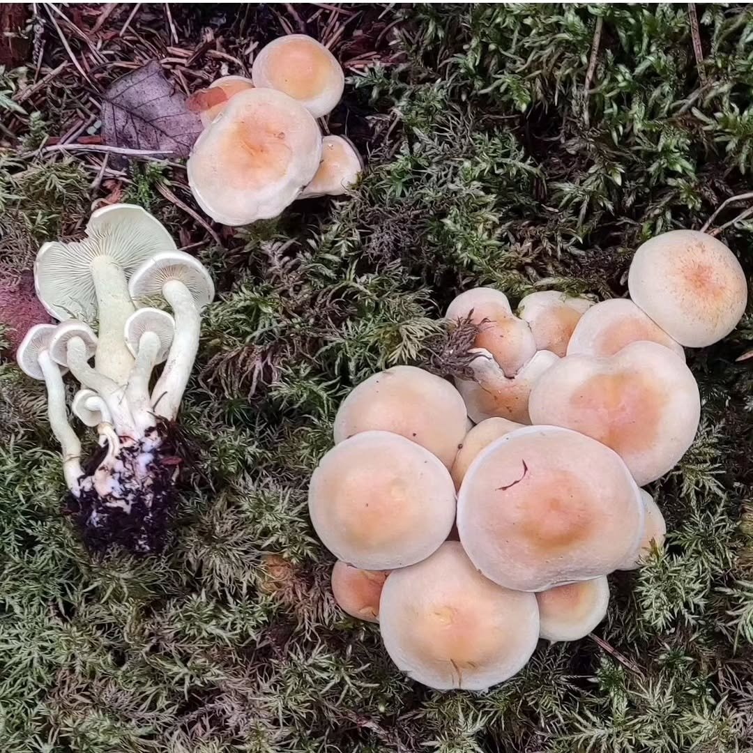 two types of Mushrooms outdoors